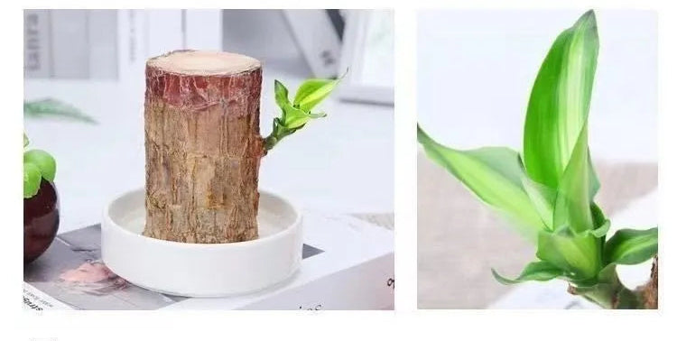 EcoStyle Liren Flowering Tree Stump