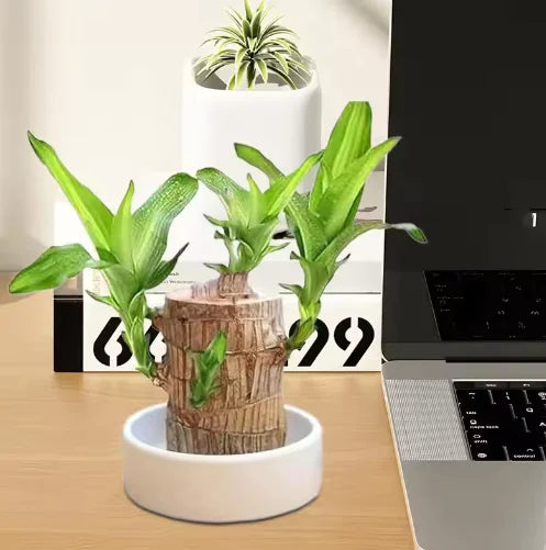 EcoStyle Liren Flowering Tree Stump