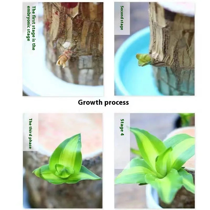 EcoStyle Liren Flowering Tree Stump