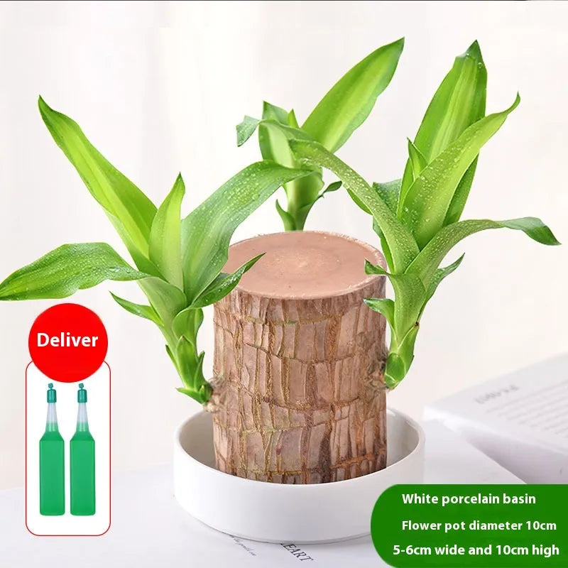 EcoStyle Liren Flowering Tree Stump