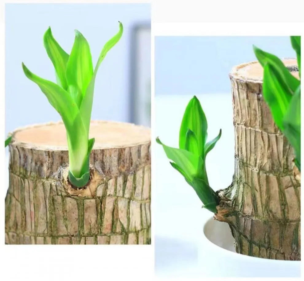 EcoStyle Liren Flowering Tree Stump